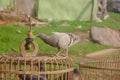 Funny behavior of a young pigeon in a wooden cage