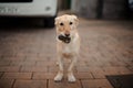 Funny beige colored dog playing with stone in the yard Royalty Free Stock Photo