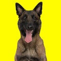 funny belgian shepherd malinois dog sticking out tongue