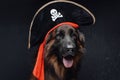 Funny belgian shepherd with pirate hat against dark background