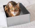 Funny bengal cat hides in a carton box on bed on background of white wall, looking at camera. Animals and humor, games