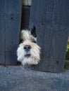Funny bichon dog face between slats of the fence of his yard Royalty Free Stock Photo