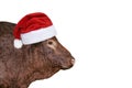 Funny big brown bull in red Christmas or Santa Claus hat isolated Royalty Free Stock Photo