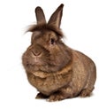 Funny big head chocolate colored lionhead rabbit