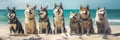 Funny big husky dogs singing on the ocean coast. Dogs are singing and playing on the sea beach Royalty Free Stock Photo