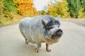 Funny big pig on the road in the autumn close up