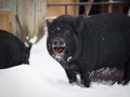 Funny big pig in the snow. Funny animal