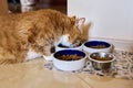 Funny big red cat pet eats food, at home in the kitchen from animal plates Royalty Free Stock Photo