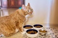 Funny big red cat pet eats food, at home in the kitchen from animal plates Royalty Free Stock Photo