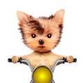 Funny biker dog sitting on a chopper.