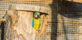Funny bird animal portrait of a colorful macaw parrot sitting in his bird house Royalty Free Stock Photo
