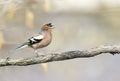 Funny bird Chaffinch leaping singing the song in spring Park