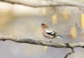 Funny bird Chaffinch leaping singing the song in spring Park