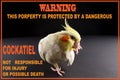 Funny Bird Memes, cute dangerous pet warnings Royalty Free Stock Photo