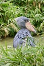 Funny tropical bird.