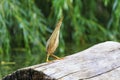 Funny bird on the stump Royalty Free Stock Photo