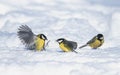 Little funny bird Tits fight waving their wings wide in the white snow in the winter garden