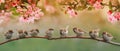 Funny birds and birds chicks sit on the branches of an apple tree with pink flowers in a sunny spring garden