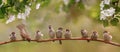 Funny birds and birds chicks sit among the branches of an apple tree with white flowers in a sunny spring garden Royalty Free Stock Photo