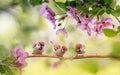 Funny birds and chicks sparrows sit on a branch in a sunny blooming garden with their feathers spread out Royalty Free Stock Photo