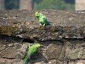 Funny Birds, Pair of Rose-ringed parrots.