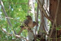 Funny birds sit on a branch in a spring Sunny Park and chirp