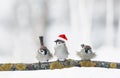 Funny birds sparrows in Christmas winter garden sitting on a bra