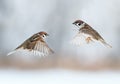 Funny birds sparrows are flying towards each other, wings spread