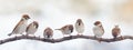 Funny birds sparrows sitting on a branch on the panoramic picture Royalty Free Stock Photo