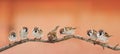 Funny birds sparrows sitting on a branch on the panoramic picture