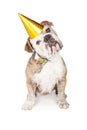 Funny Birthday Bulldog Tilting Head