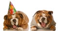 Funny birthday bulldogs