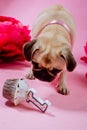 Funny birthday dog eating cake with one candle in front of him Royalty Free Stock Photo