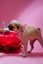 Funny birthday dog eating cake with one candle in front of him Royalty Free Stock Photo