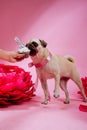 Funny birthday dog eating cake with one candle in front of him Royalty Free Stock Photo