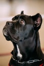 Funny Black Adult Cane Corso Close Up Royalty Free Stock Photo