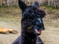 Funny black alpaca chewing on some hay, Alpaca face in closeup, Bare nose syndrome, Animal alopecia causing hair loss on the nose