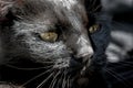 Funny black cat close up portrait looking down at something with a rather concentrated appearance. Royalty Free Stock Photo