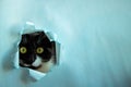 Funny black cat looks through a ragged hole in the blue paper. Game of hide. Naughty Pets and naughty Pets. A copy of the space Royalty Free Stock Photo