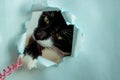 Funny black cat looks through a ragged hole in the blue paper. Game of hide. Naughty Pets and naughty Pets. A copy of the space Royalty Free Stock Photo