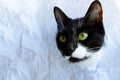 Funny black cat looks through a ragged hole in the white crumpled paper. Game of hide. Naughty Pets and naughty Pets. Copy of the Royalty Free Stock Photo