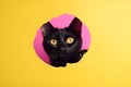 Funny black cat looks through ripped hole in yellow paper. Peekaboo. Naughty pets and mischievous domestic animals Royalty Free Stock Photo