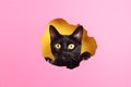 Funny black cat looks through a torn hole in pink paper. Royalty Free Stock Photo