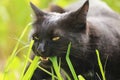 Funny black cat portrait eat grass outdoors in spring close-up Royalty Free Stock Photo