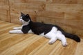Funny black cat resting on wood floor at home. funny cat,relaxing cat Royalty Free Stock Photo