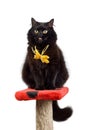 Funny black cat wearing yellow bow isolated