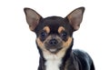 Funny black Chihuahua with big ears