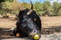 Funny black cow eating an apple at sierra de guadarrama, Madrid, Spain