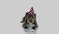 FUNNY BLACK DOG CELEBRATING A BIRTHDAY OR NEW YEAR WITH A BLUE A Royalty Free Stock Photo