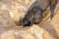 Funny black dog digs a hole in the sand on the beach during summer vacation. Royalty Free Stock Photo